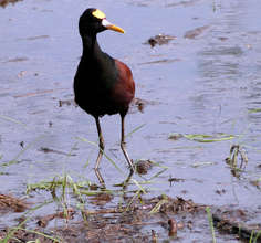 Rail after the first rain