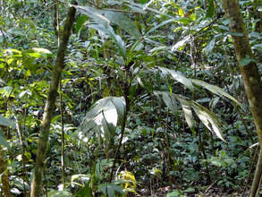 Suita palm in Marvin Castro's forest