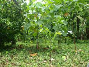 Rio Sol Bio Corridor, 1 year later