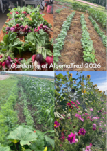 New Gardens! (1)