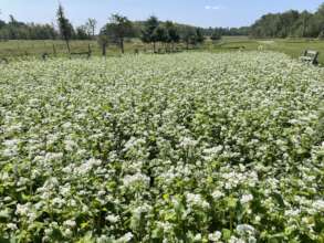Buckwheat Cover Crop