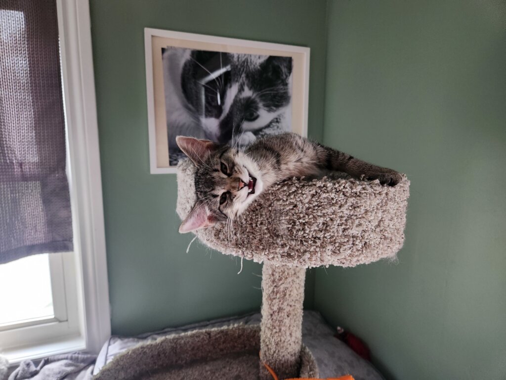 A Sanctuary for Feral and Forgotten Cats