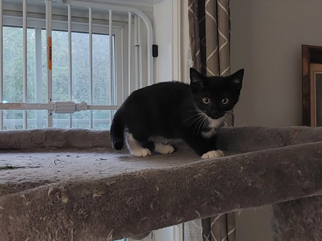 Calamity Jane - one of our seizure kittens