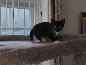 Calamity Jane - one of our seizure kittens