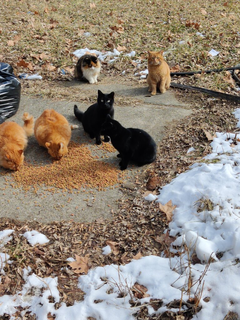 A Sanctuary for Feral and Forgotten Cats