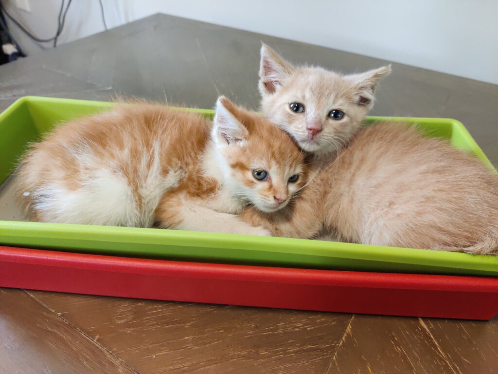 A Sanctuary for Feral and Forgotten Cats
