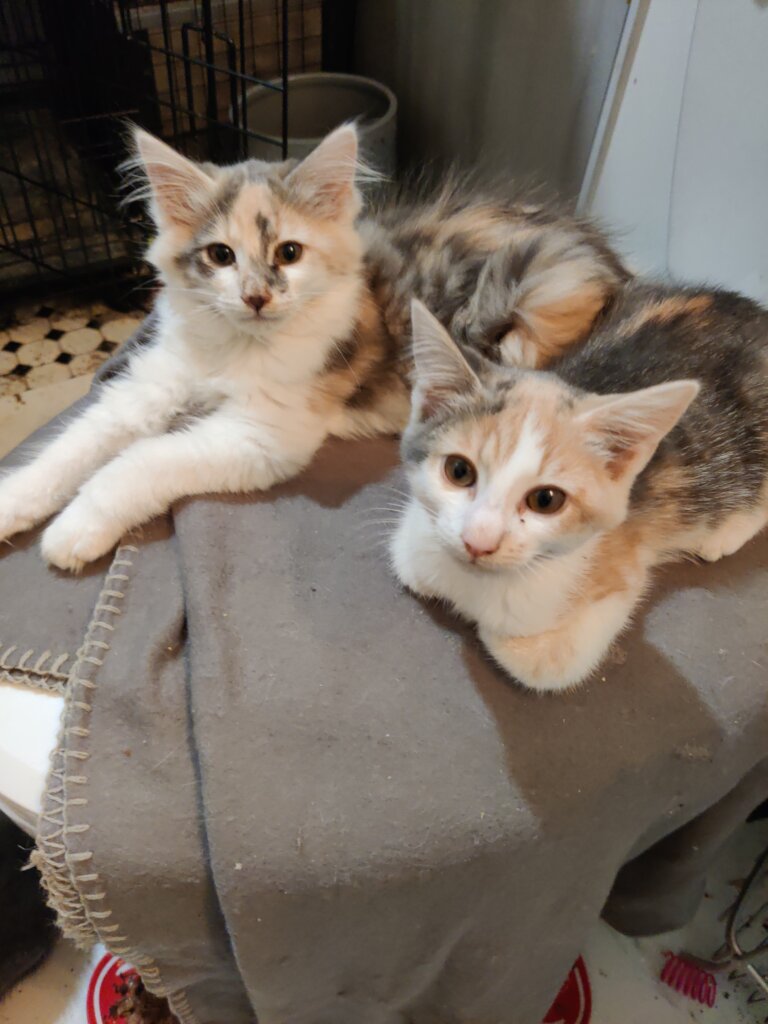 A Sanctuary for Feral and Forgotten Cats