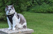A Sanctuary for Feral and Forgotten Cats
