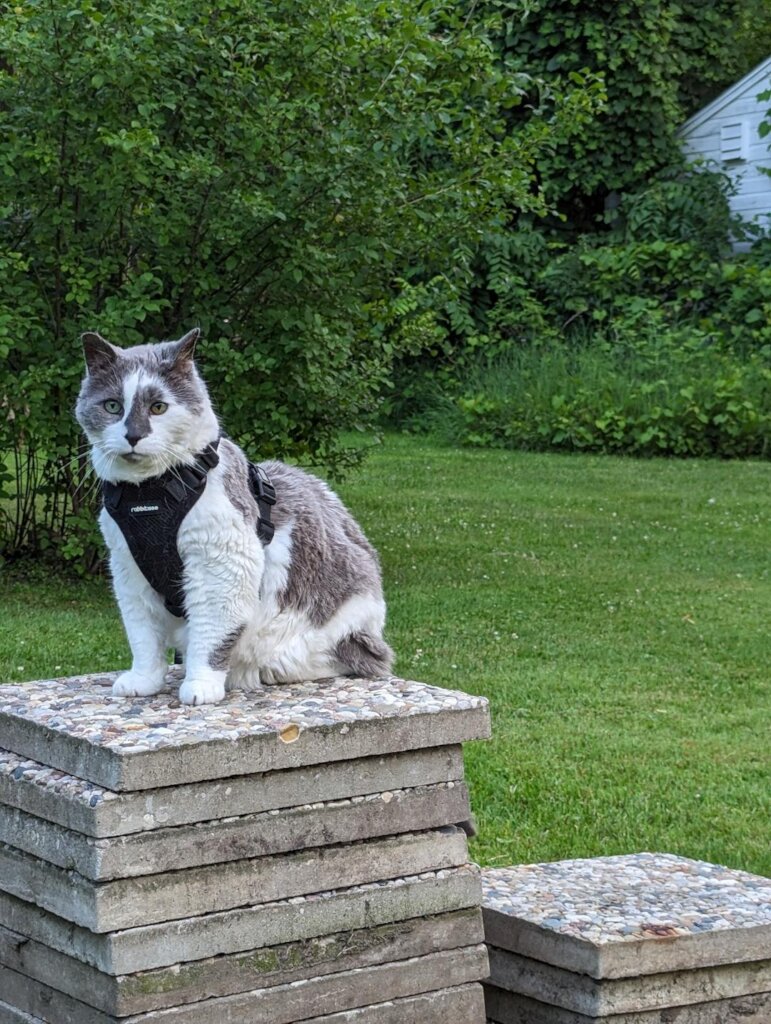A Sanctuary for Feral and Forgotten Cats