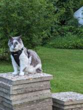 A Sanctuary for Feral and Forgotten Cats