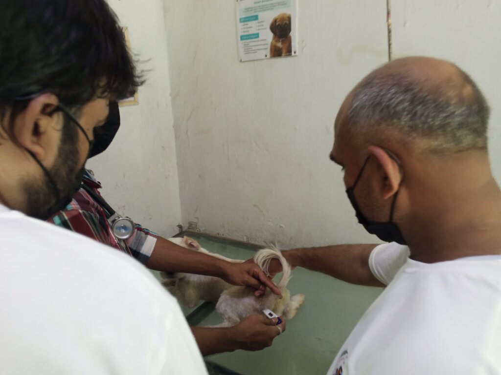 "Wounded & Alone-Stray Souls Need You in Pakistan"