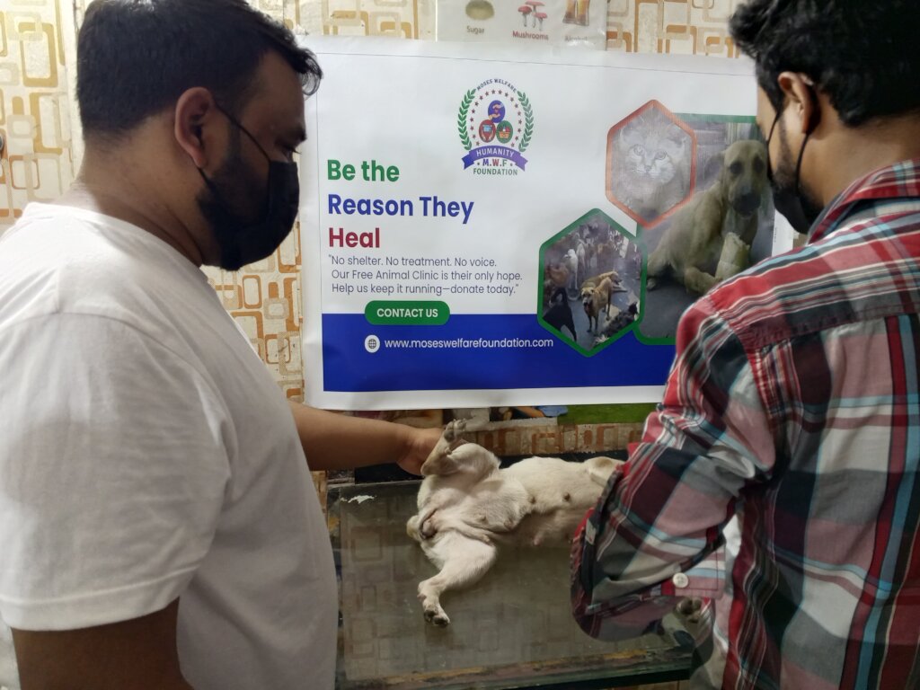 "Wounded & Alone-Stray Souls Need You in Pakistan"