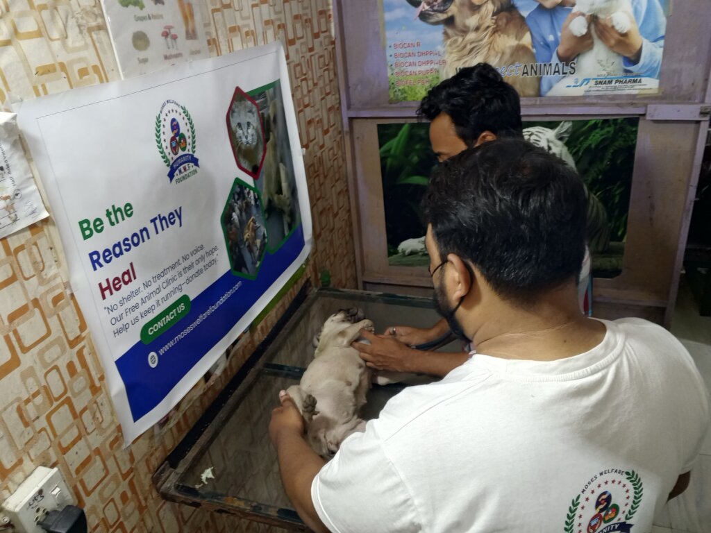 "Wounded & Alone-Stray Souls Need You in Pakistan"