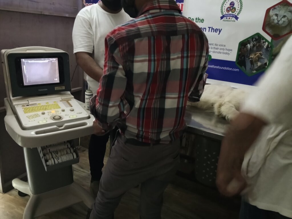 "Wounded & Alone-Stray Souls Need You in Pakistan"