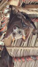 Epauletted Fruit Bat with pup