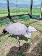 Orphaned Blue Crane Ready for Release