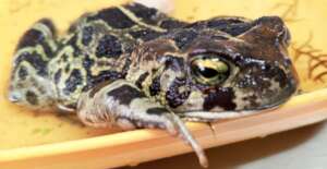 Leopard Toad