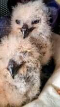 Spotted Eagle Owl Chicks