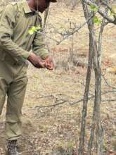 Removing Snares during Foot Patrol