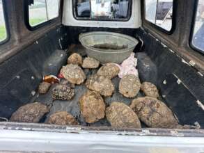 Tortoise Rescue