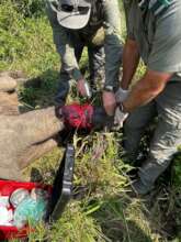 Elephant de-snaring