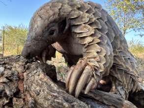 Pangolin Rescued from the Illegal Wildlife Trade