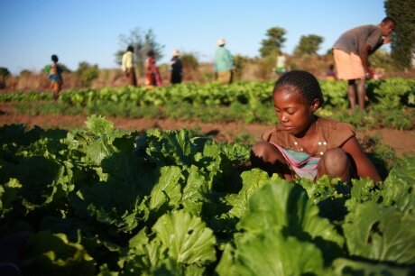 Community Health Through Local Nutrition Gardens