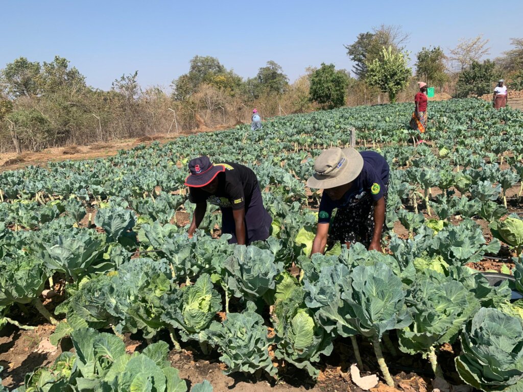 Community Health Through Local Nutrition Gardens