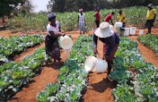 Community Health Through Local Nutrition Gardens
