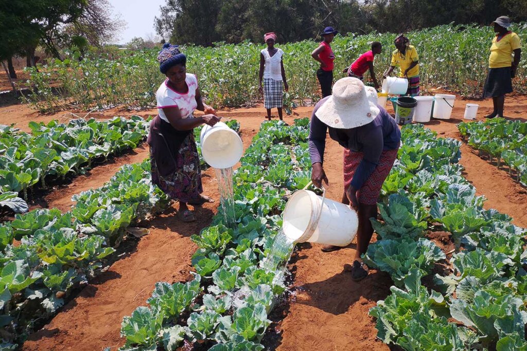 Community Health Through Local Nutrition Gardens