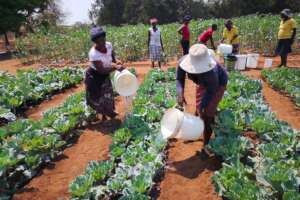 Community Health Through Local Nutrition Gardens