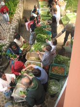 Vegetable Distribution