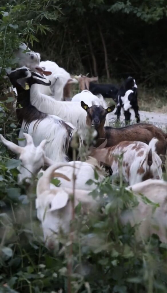 Expansion refuge project & maintenance of animals.