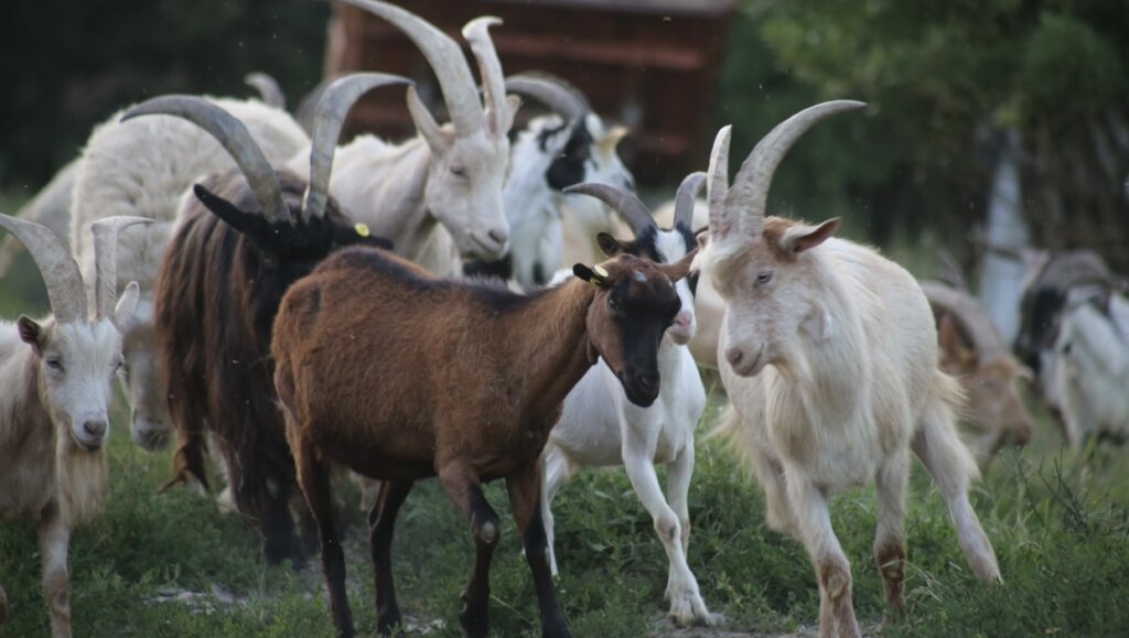 Expansion refuge project & maintenance of animals.