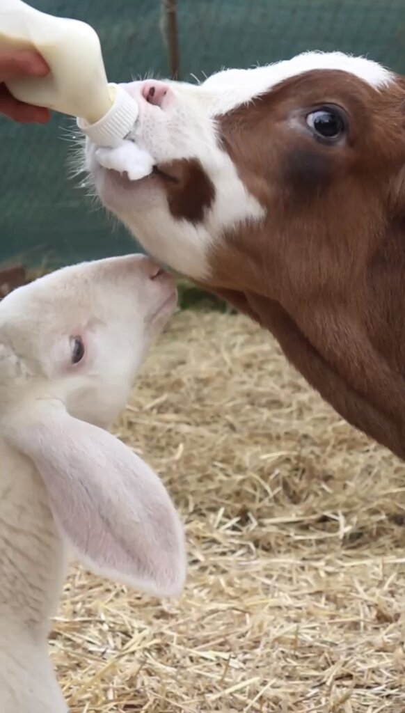 Expansion refuge project & maintenance of animals.