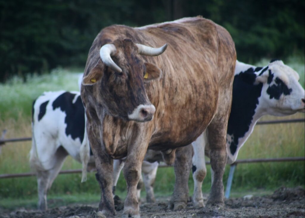 Expansion refuge project & maintenance of animals.