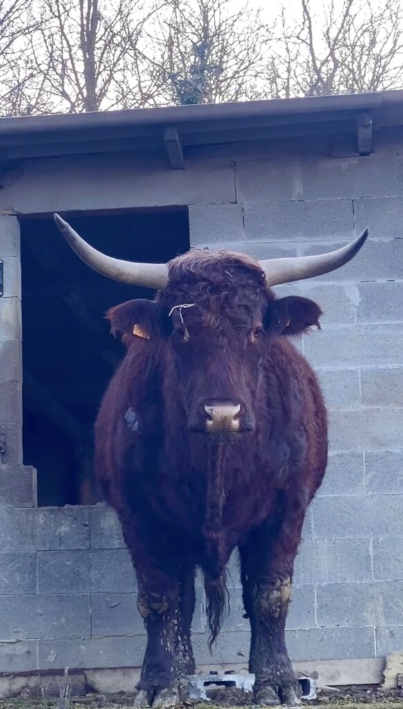 Expansion refuge project & maintenance of animals.