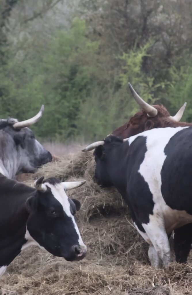 Expansion refuge project & maintenance of animals.