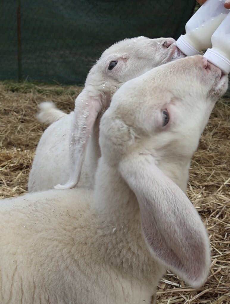 Expansion refuge project & maintenance of animals.