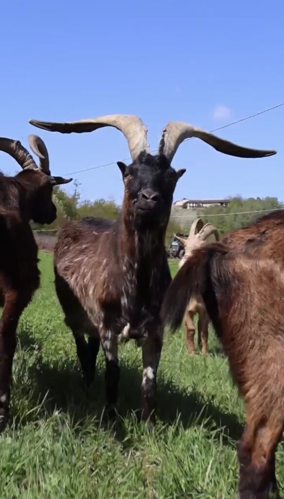 Expansion refuge project & maintenance of animals.