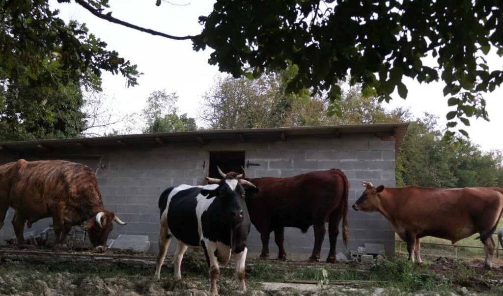 Expansion refuge project & maintenance of animals.