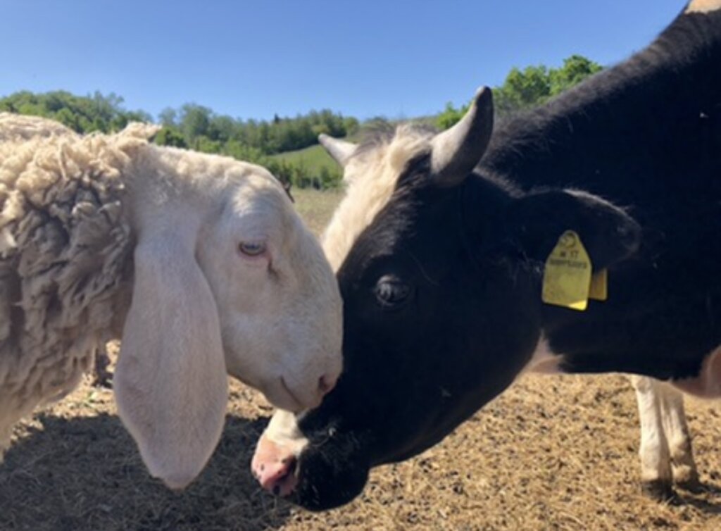 Expansion refuge project & maintenance of animals.