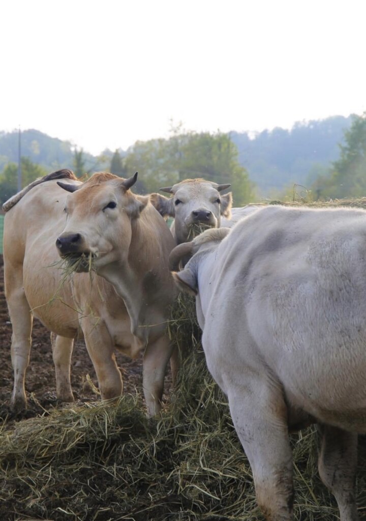 Expansion refuge project & maintenance of animals.
