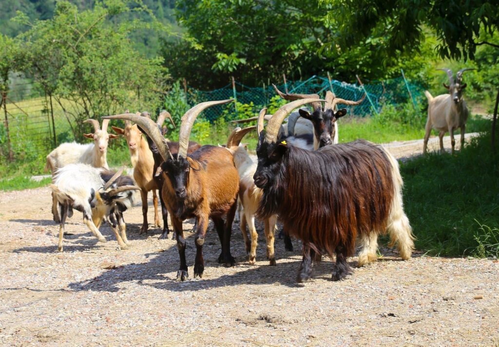 Expansion refuge project & maintenance of animals.