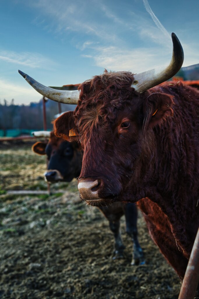 Expansion refuge project & maintenance of animals.