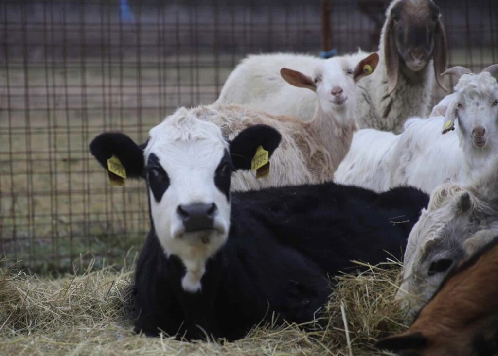 Expansion refuge project & maintenance of animals.