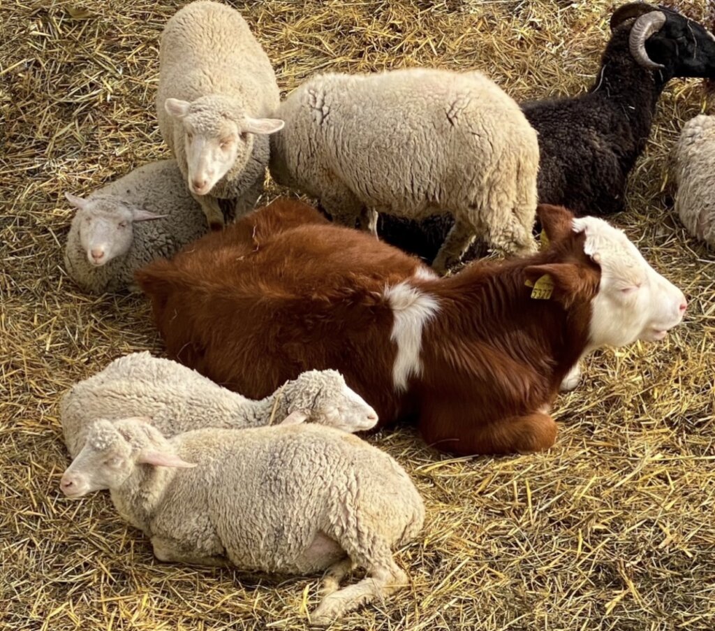 Expansion refuge project & maintenance of animals.