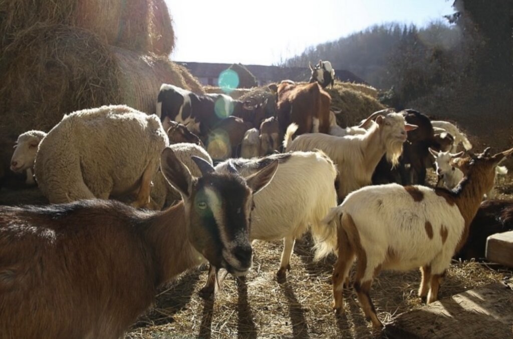 Expansion refuge project & maintenance of animals.