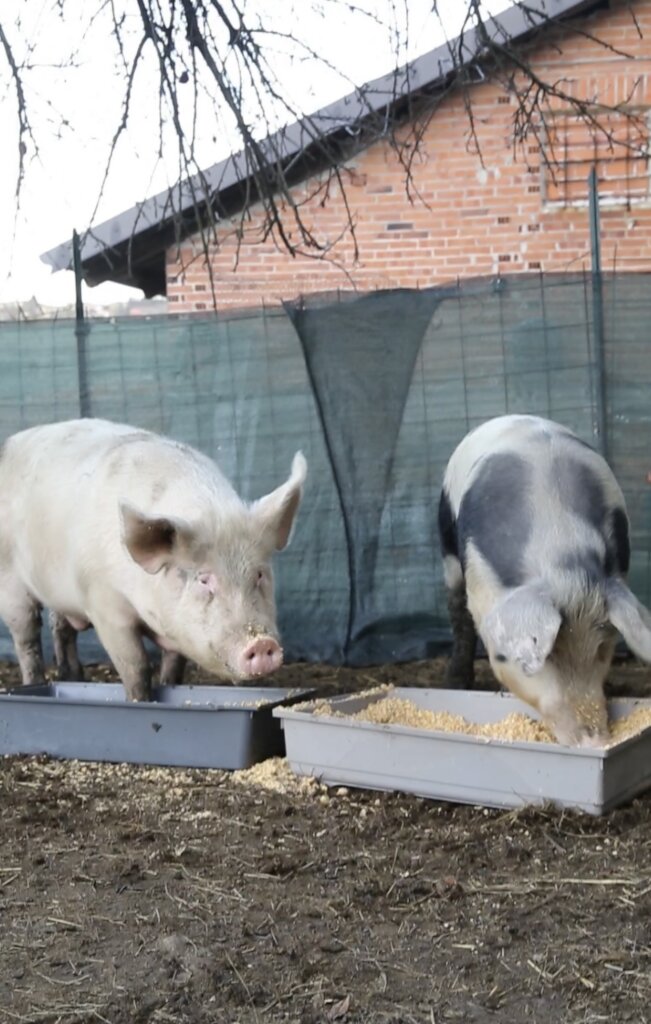 Expansion refuge project & maintenance of animals.