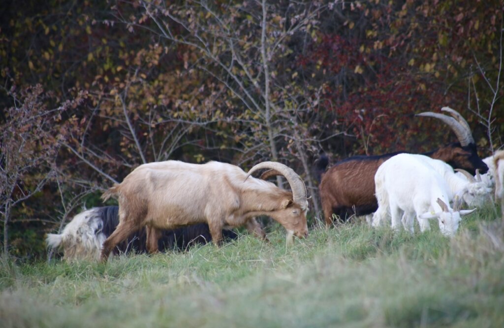 Expansion refuge project & maintenance of animals.